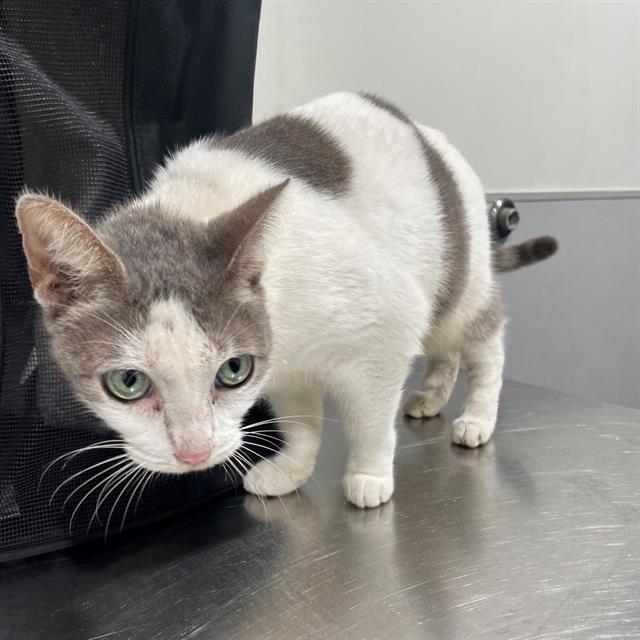 #animal_name# #animal_name#