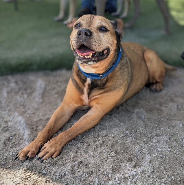Image of Pet