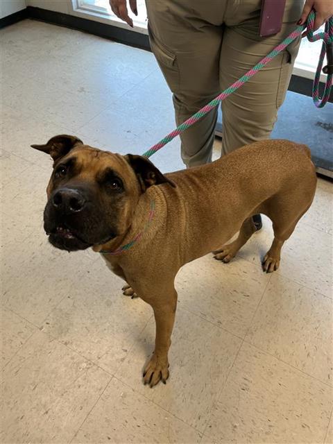 Canelo
