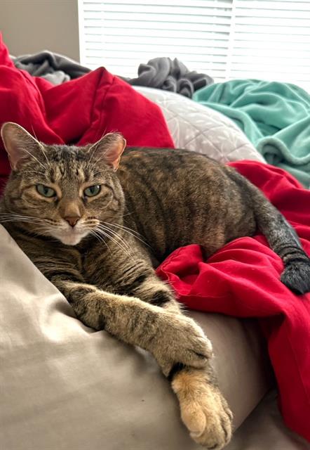 Image of Pet
