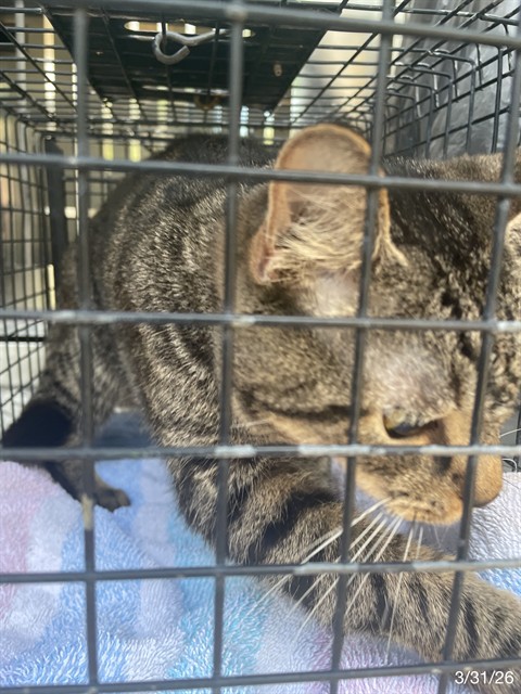 #animal_name# #animal_name#