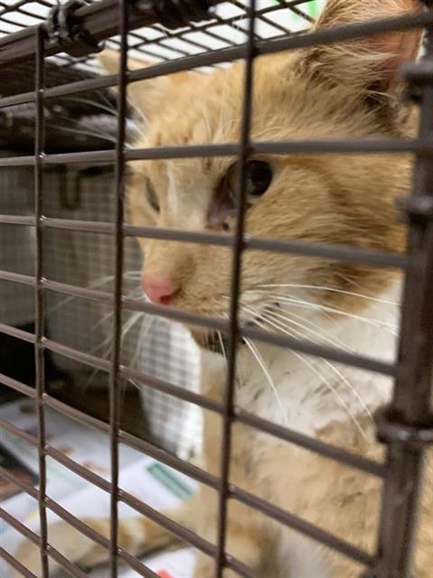 #animal_name# #animal_name#