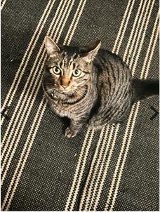 Jasper