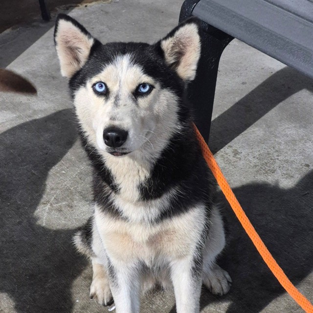 #animal_name# #animal_name#