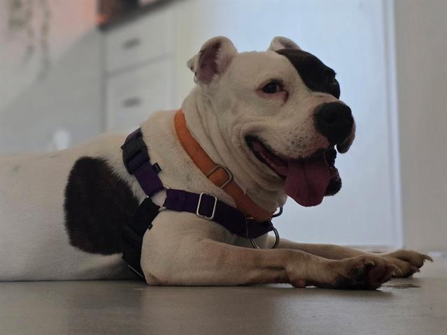 Nova