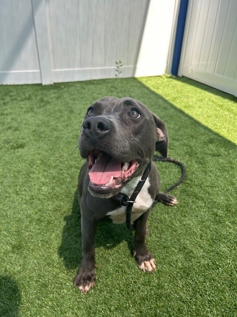 Image of Pet
