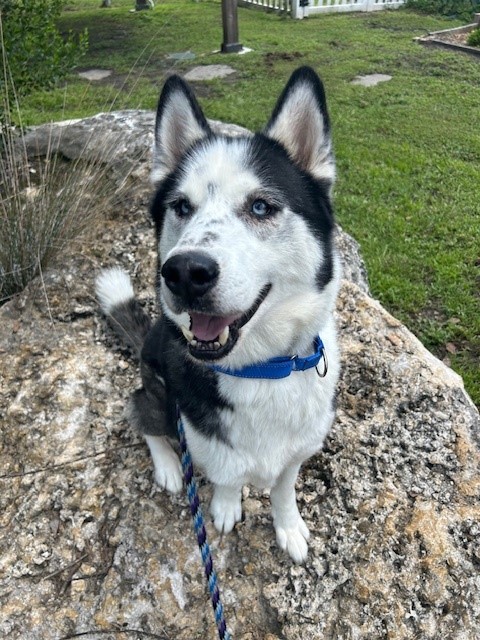 Loki