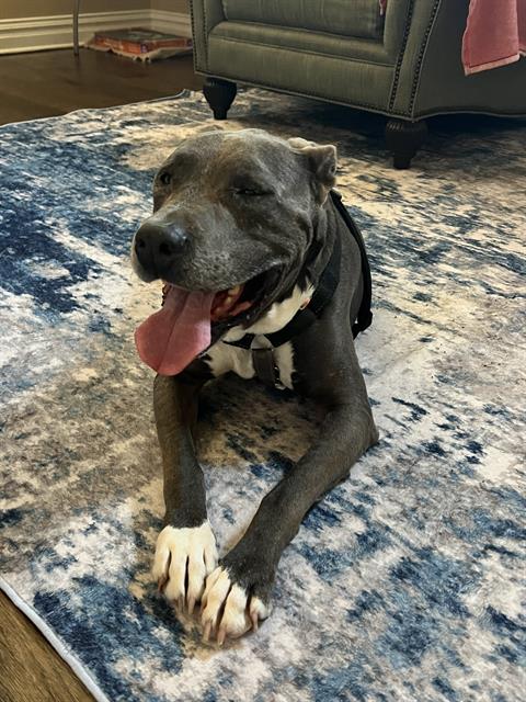 Image of Pet