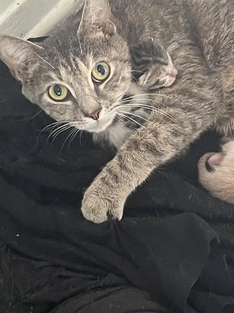 Kitty