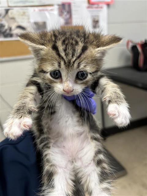 #animal_name#