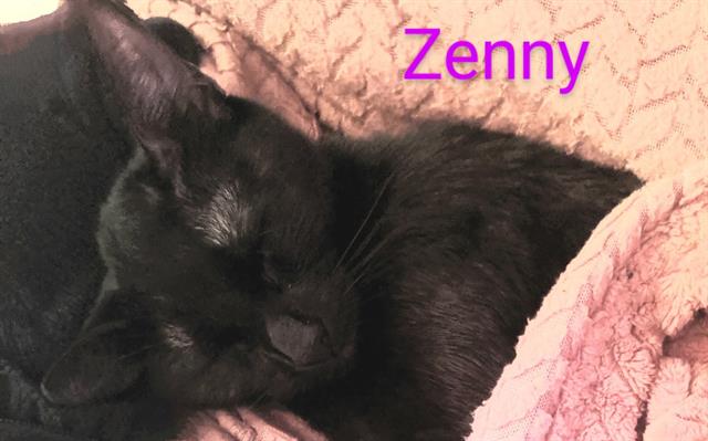 Zenny