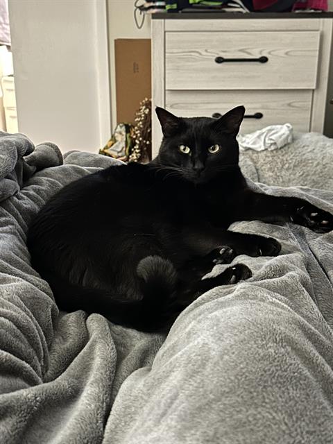 Binx/Stormie