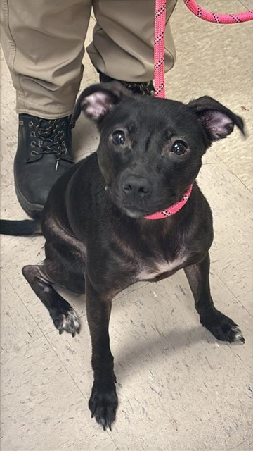 #animal_name# #animal_name#