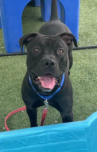 Image of Pet