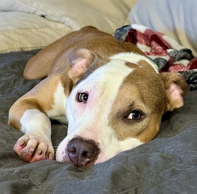 Tonka