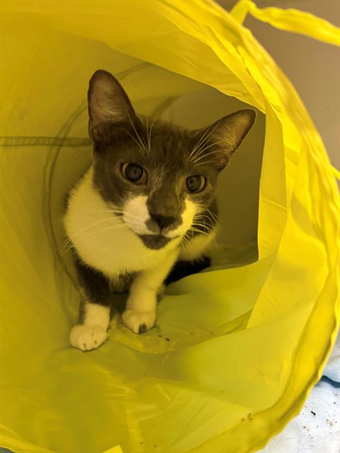 Image of Pet
