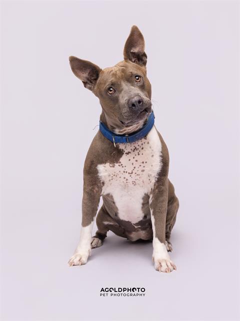 Image of Pet