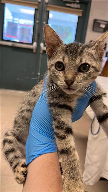 Image of Pet