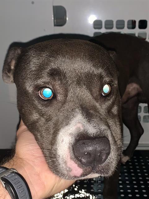 Kilo