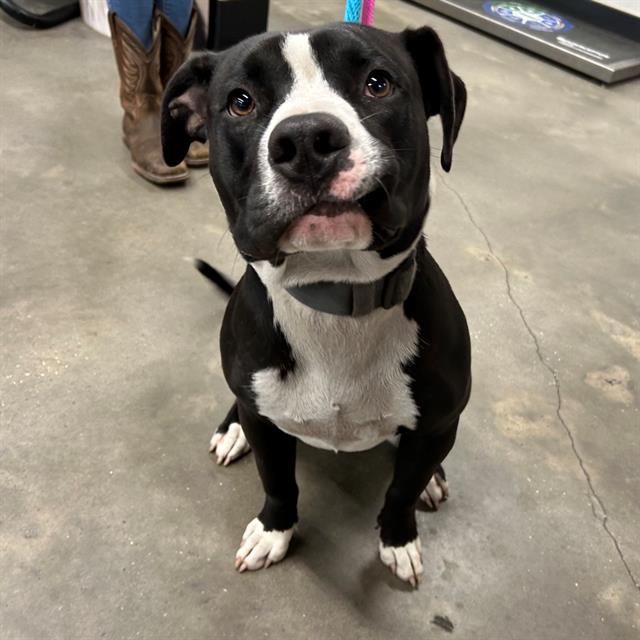 *Archie