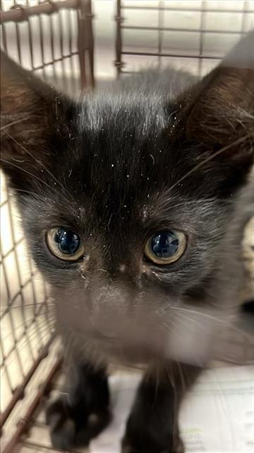 #animal_name#