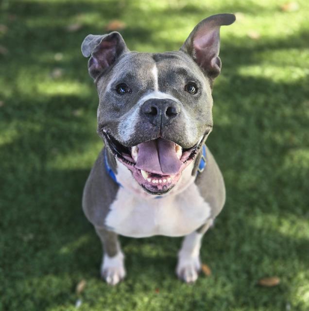 Huxley
