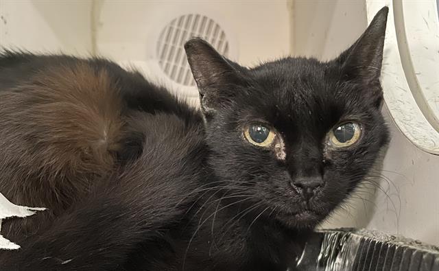 Toothless