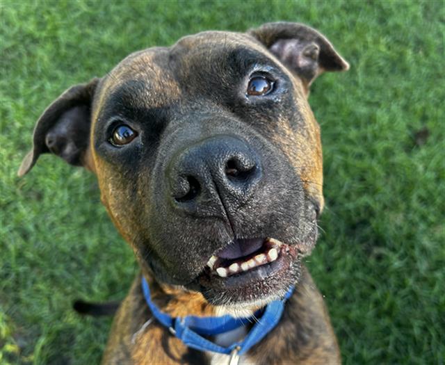 Dozer