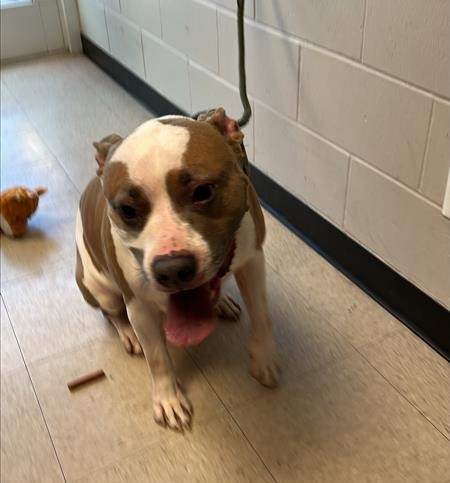 #animal_name# #animal_name#