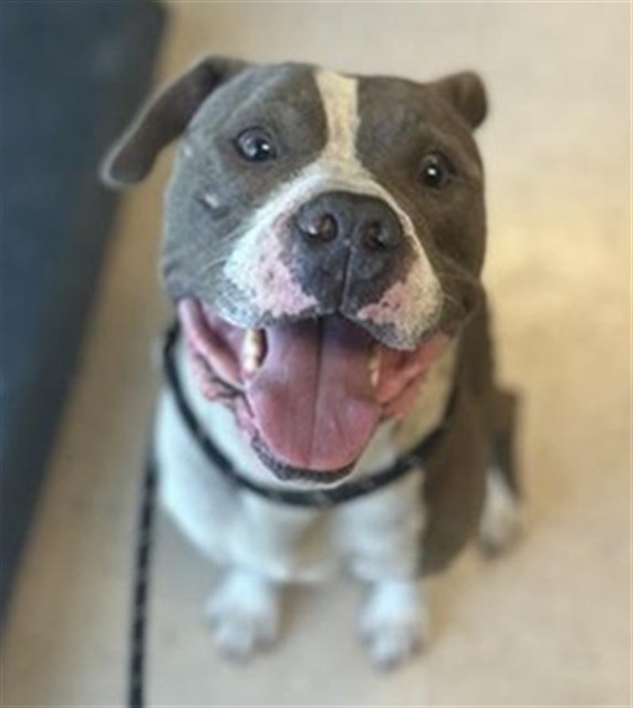 Koda Koda