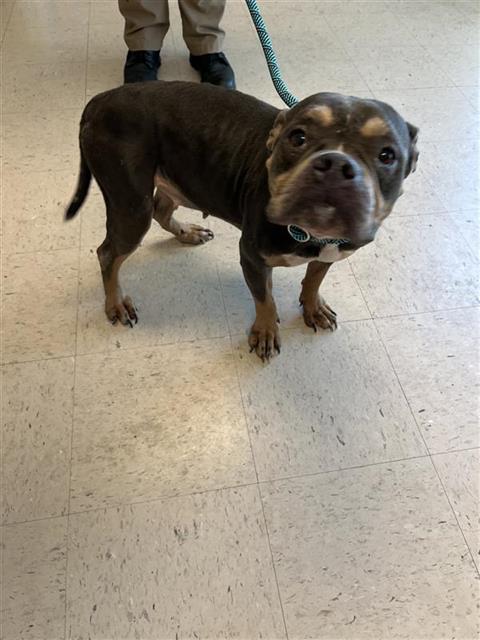 Image of Pet