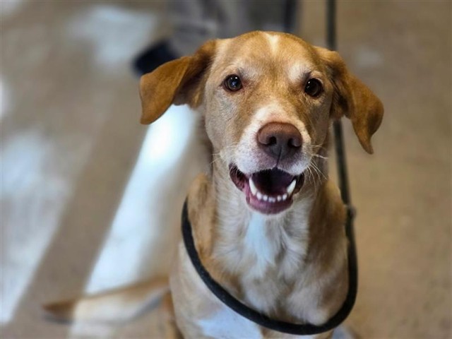 #animal_name# #animal_name#