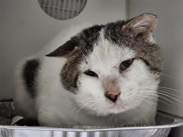 Snugglemuffin Snugglemuffin