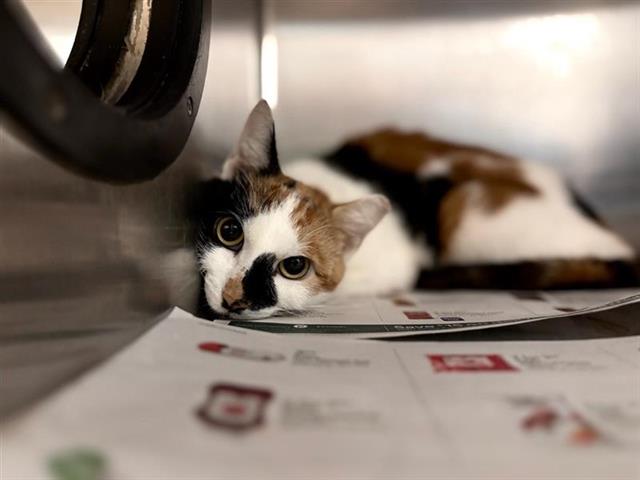 Wilma Flintstone Wilma Flintstone