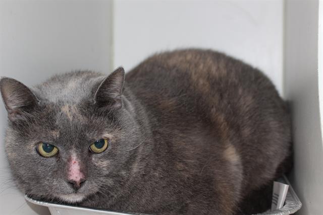 Big Bertha Big Bertha