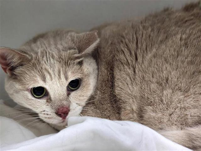 Big Charolette Big Charolette