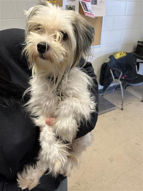 #animal_name# #animal_name#