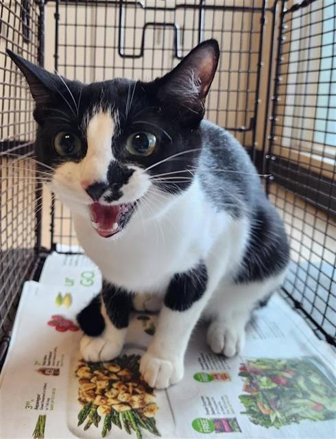 #animal_name# #animal_name#