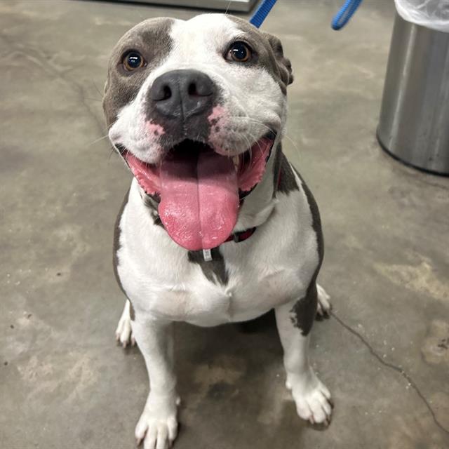 #animal_name# #animal_name#