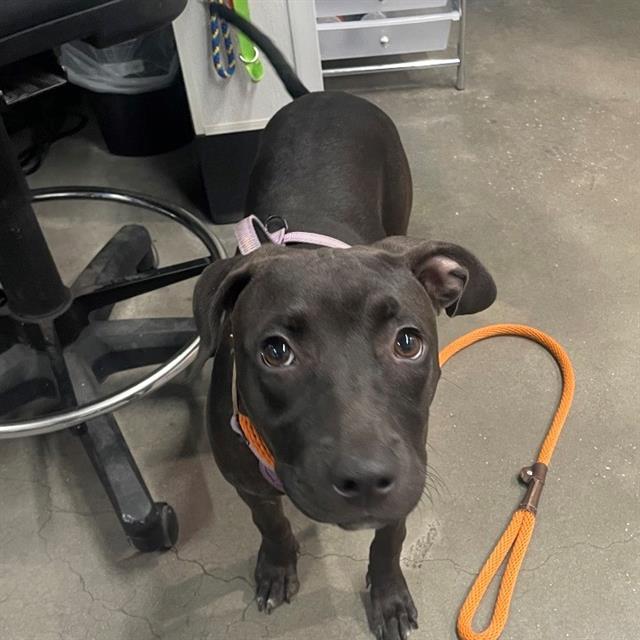 #animal_name# #animal_name#