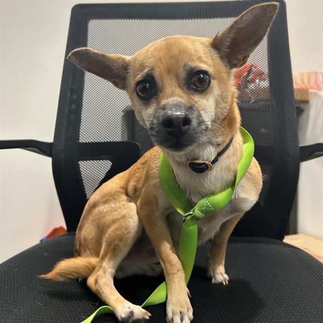 #animal_name# #animal_name#