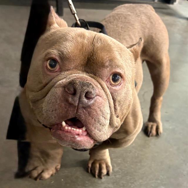 #animal_name# #animal_name#