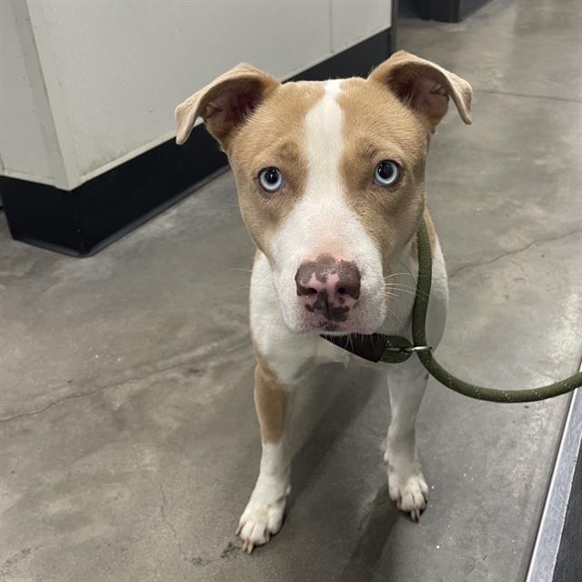 #animal_name# #animal_name#