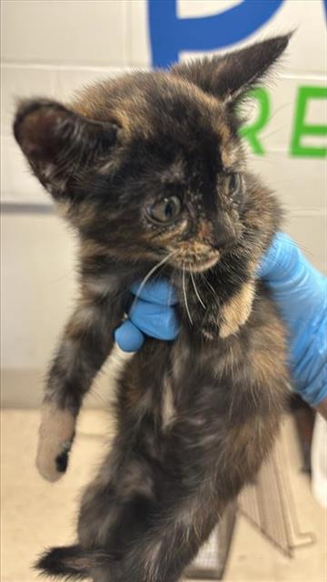 #animal_name# #animal_name#