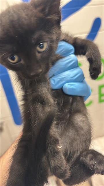 #animal_name# #animal_name#