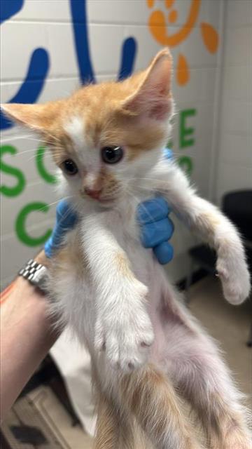 #animal_name# #animal_name#