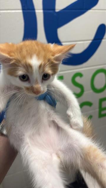 #animal_name# #animal_name#