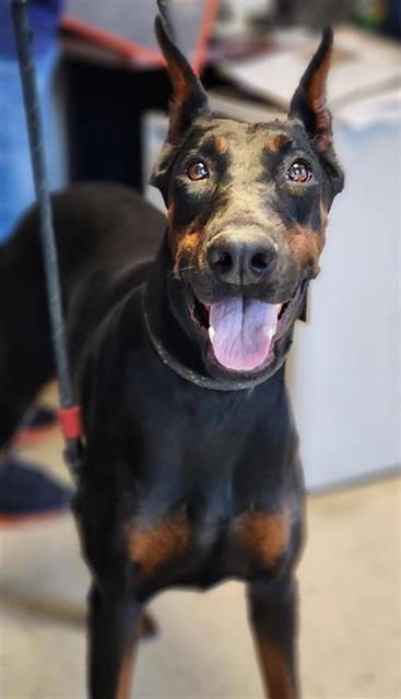 #animal_name# #animal_name#