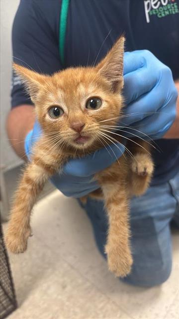 #animal_name# #animal_name#