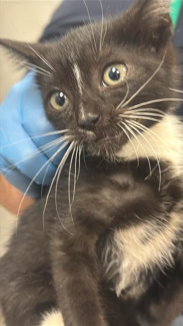 #animal_name# #animal_name#